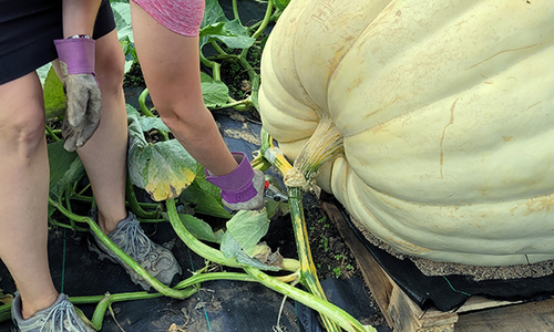 Woman bent over cutting the stem of a creamy white pumpkin on a pallet from the thick green vine.
