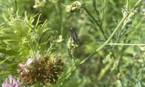  A black grasshopper on a clover flower.