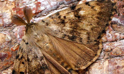 Close-up of spongy moth