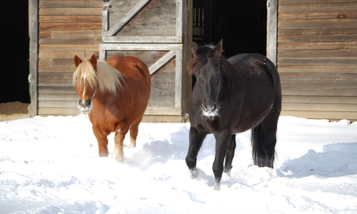 Two horses coming out of a barn and into snow.