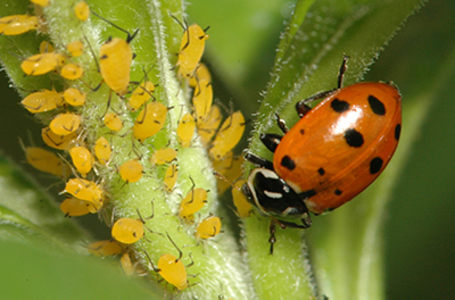 Lady beetle on a leaf eating aphids.