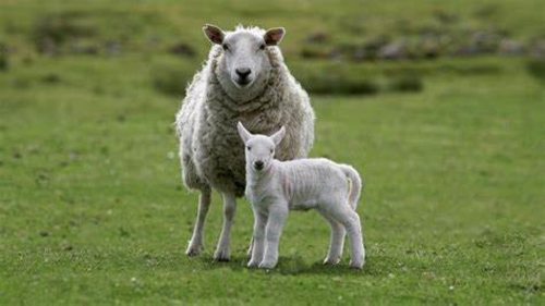 Ewe and lamb.