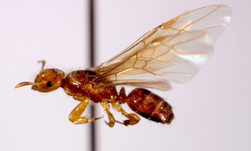 Winged queen larger yellow ant mounted specimen.