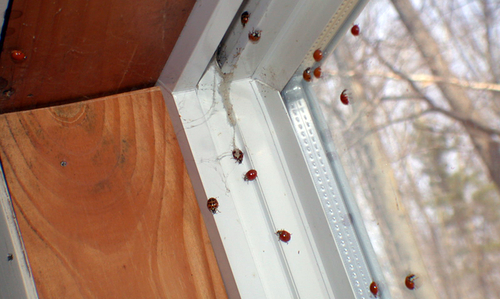 Lady bugs crawling on the inside of a window.