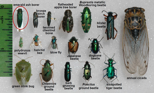 Chart comparing emerald ash borer with look-alike insects.