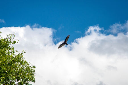 large bird flying in sky