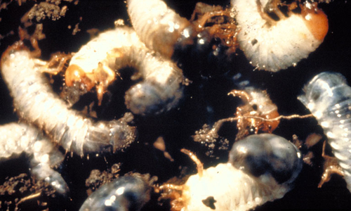 A group of white grubs in the dirt.