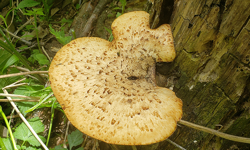 The top of a pheasant back mushroom attached to a single dead tree in different gradients of brown.