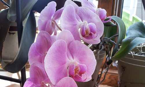 Pink moth orchid on a windowsill.