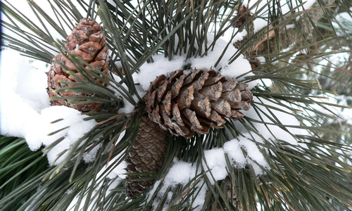 Pine cones on a tree with snow.