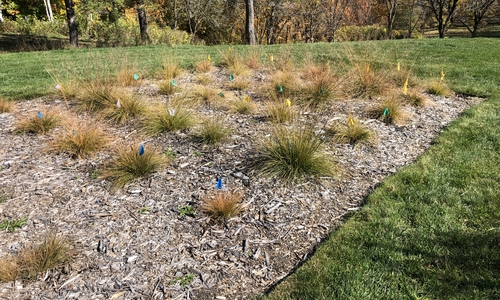 A landscape bed of yellow clump-forming grasses.