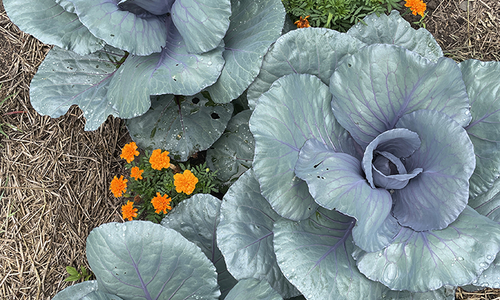 Four purple cabbage plants growing in a garden with marigolds in between, and straw mulch pathways on either side. 