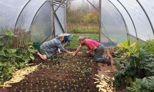 A pair of people kneeling in a hoophouse tending to plants. 
