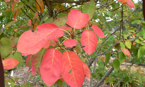Red leaves on a serviceberry bush.