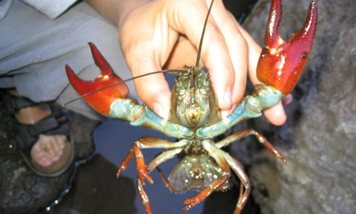 signal crayfish held by someone