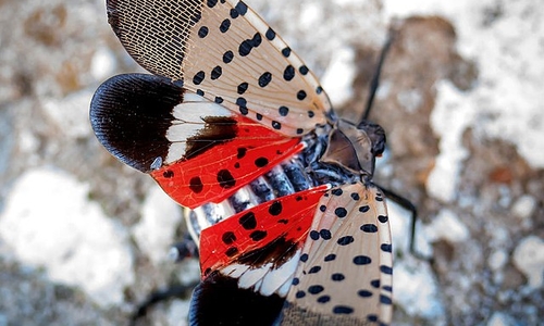 A polka dotted and brightly colored spotted lanternfly.