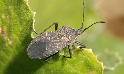 adult squash bug on leaf