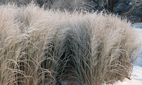 Ornamental grasses in winter.