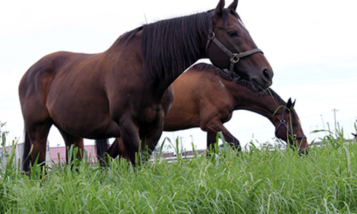 Two horses grazing in pasture.