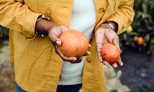 A person in a white shirt, blue jeans with a yellow button up holding two tomatoes, one larger than the other. Both are a cherry orange color.