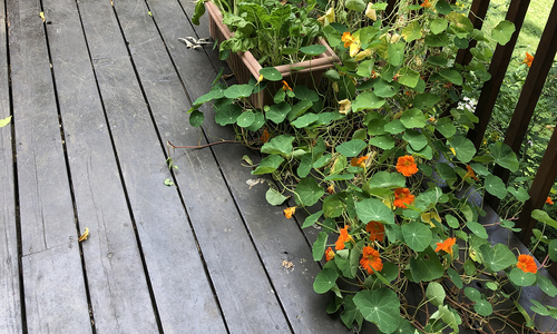 Planters of nasturtiums on a deck with plants draped over the railing.