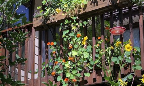 Gold and yellow nasturtiums trailing over the deck railing as seen from below.