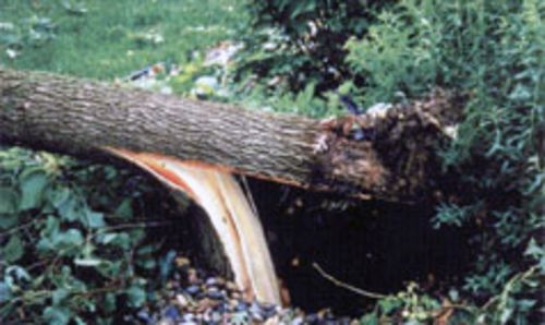 Damaged tree.