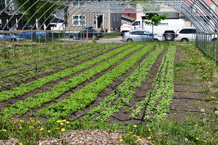 An urban farm with rows of plantings next to a city street. 