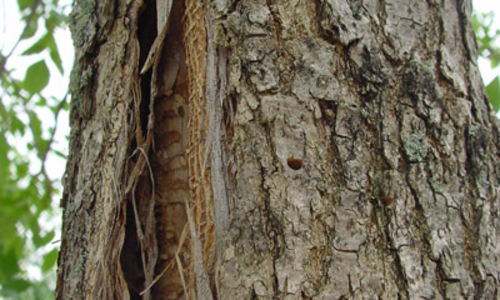 Vertical bark splits on tree from emerald ash borer infestation.