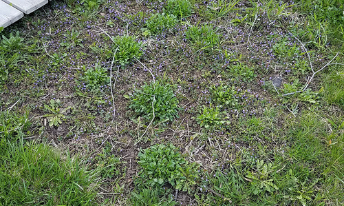 Weeds in an area of thin grass.