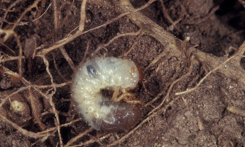 Japanese beetle white grub in soil surrounded by plant roots.