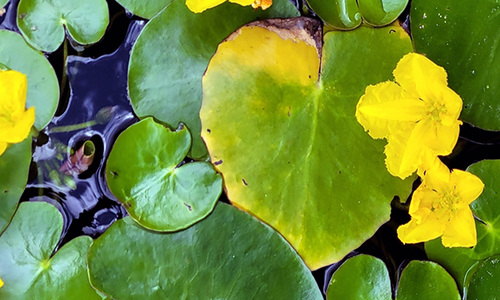 Large green heart-shaped leaves with several yellow flowers floating in water.
