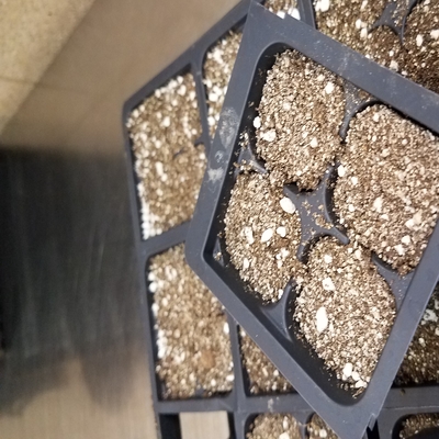 cell trays for starting seeds