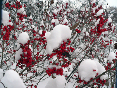 Tree with red berries and snow