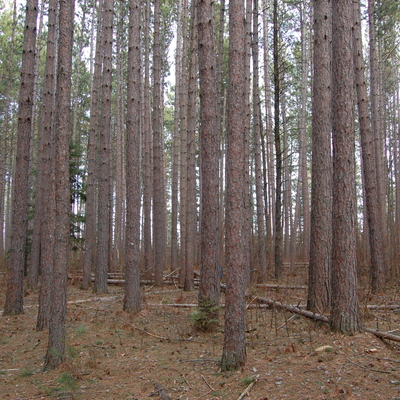 Red pine forest.