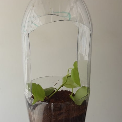 Plant growing in a 2-liter bottle