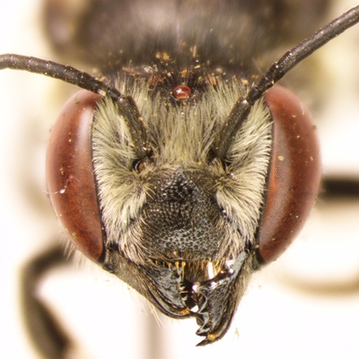 close up of leaf cutter bee