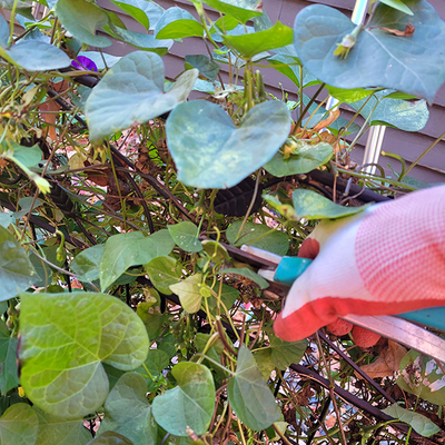 Gloved hand holding pruners cutting away green vine on a fence.