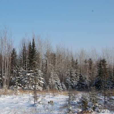 A forest edge in winter.