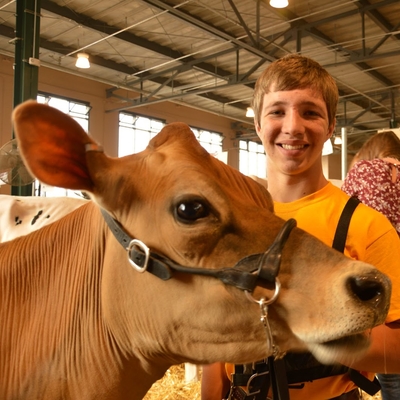 Kid standing with cow at the livestock barn
