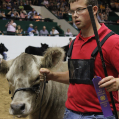 4-H'er leading cow in competition