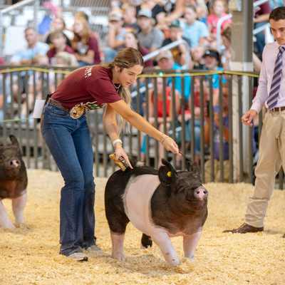A teen girl showing her 4-H pig exhibit in the show ring at the state fair.