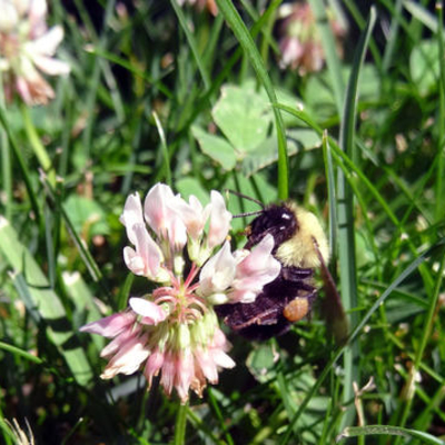 bumble bee on clover