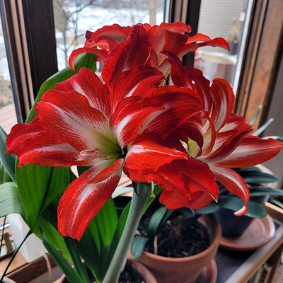 Red and white lily-like flowers amidst other plants by a large window.