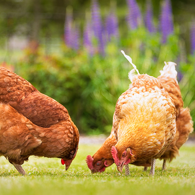 Three large borwon hens pecking on a lawn.