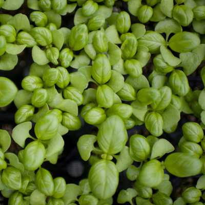 Green basil seedlings, photo taken from above