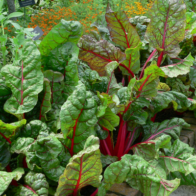 Swiss chard plants with green leaves and red stems