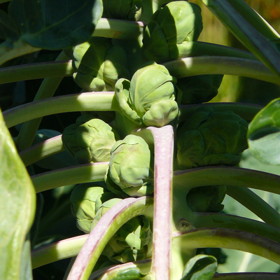Green Brussels sprouts growing on plant