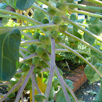 Green Brussels sprouts growing on plant