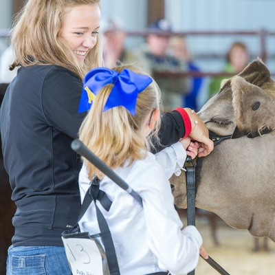 4-H youth helping Cloverbud member show beef cow